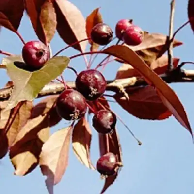 Яблоня РОЯЛТИ декоративная в Слониме