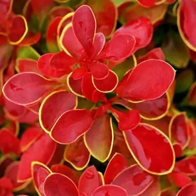 Барбарис КОРАЛ тунберга в Слониме