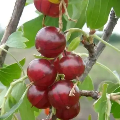 Смородина золотистая КЛЮКВЕННАЯ в Слониме