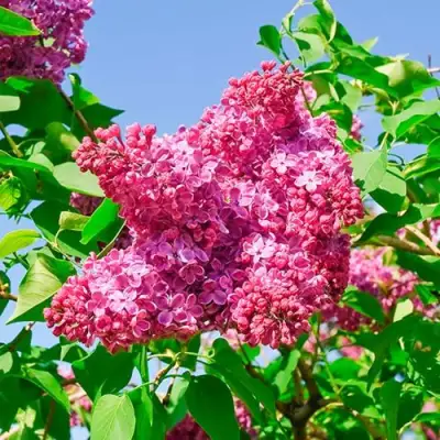 Сирень КРАСНАЯ МОСКВА в Слониме