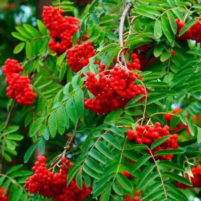 Рябина ПЛАКУЧАЯ сладкоплодная в Слониме