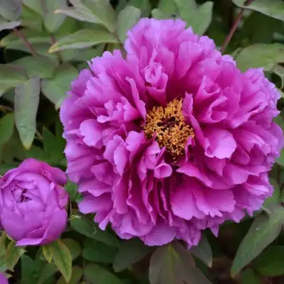 Пион ЛИЛОВАЯ ФАНТАЗИЯ древовидный в Слониме