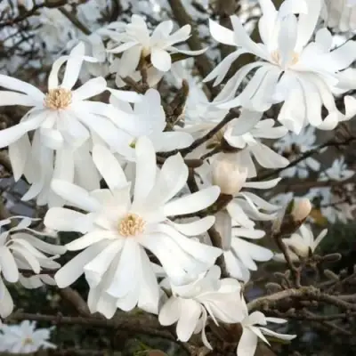 Магнолия РОЯЛ СТАР в Слониме