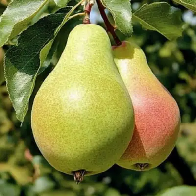 саженцы груши Январская