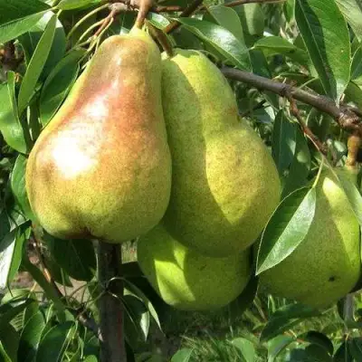 Груша БЕРЕ ЛЮКА в Слониме