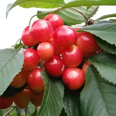 Черешня ГАСТИНЕЦ в Слониме