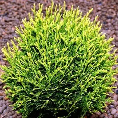 Туя ВОТЕРФИЛД западная в Слониме