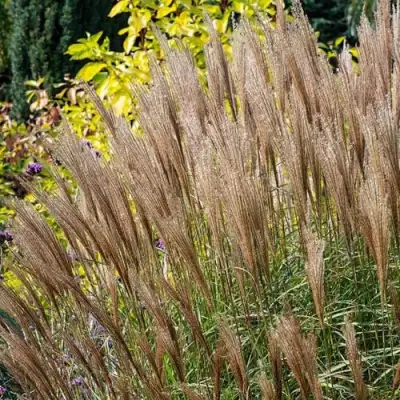 Мискантус КЛЯЙН СИЛЬБЕРСПАЙН китайский  в Слониме