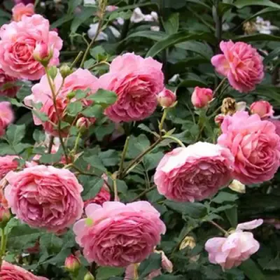 Роза ДЖУБИЛИ СЕЛЕБРЕЙШН английская в Слониме