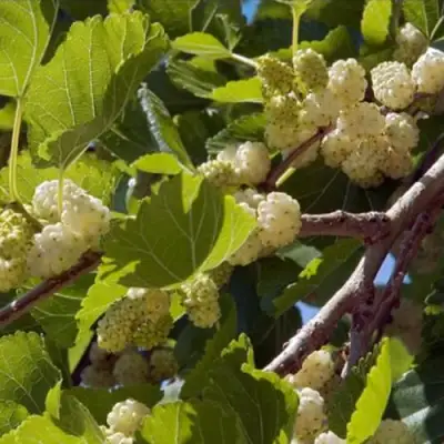 Шелковица БЕЛАЯ АЛЬБА в Слониме