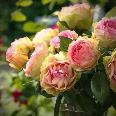 Роза ПИТАХАЙЯ чайно-гибридная в Слониме