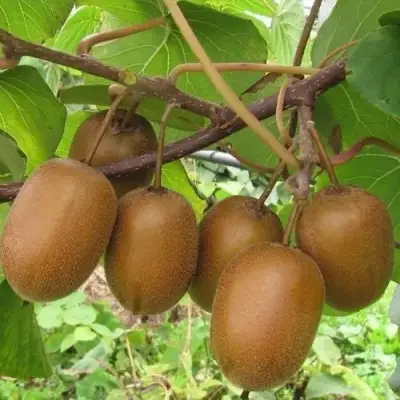 Актинидия ХЕЙВАРД киви в Слониме