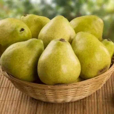 Груша ВИЛИЯ в Слониме