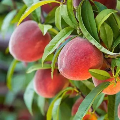 Персик РЕД ХЕВЕН в Слониме