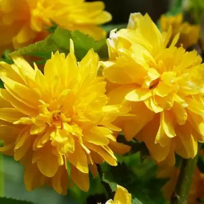 Керрия японская АУРЕОВАРИЕГАТТА в Слониме