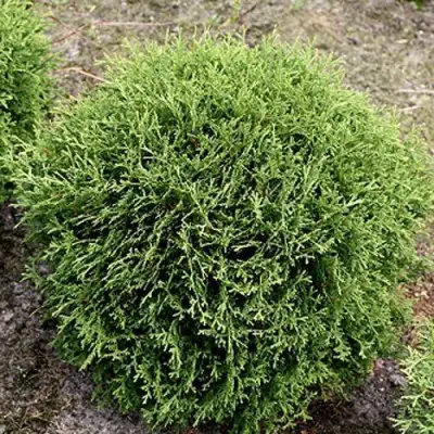 Туя ТИНИ ТИМ западная в Слониме