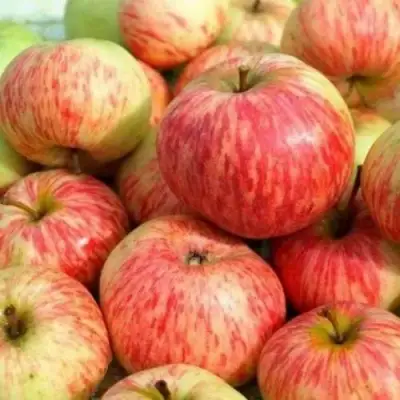 Яблоня РАНЕТКА (КОРОБОВКА) в Слониме