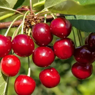 Вишня ЛЮБСКАЯ в Слониме