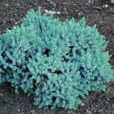 Можжевельник БЛЮ СТАР чешуйчатый в Слониме