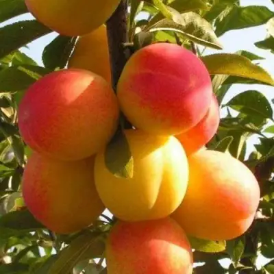 Слива ВЕТРАЗЬ-2 в Слониме