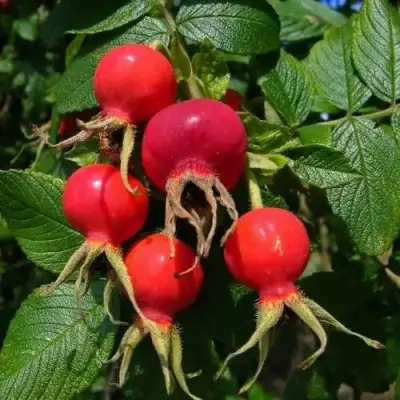 Шиповник ВИТАМИННЫЙ ВНИВИ в Слониме