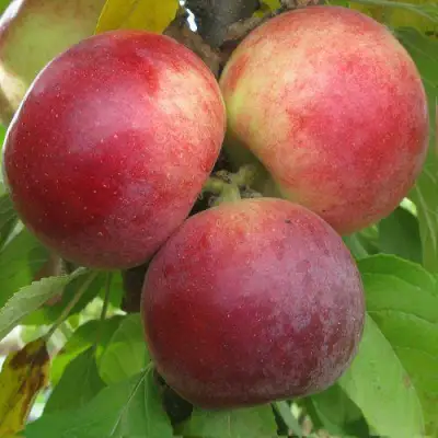 Яблоня БАЛЕРИНА ФЛАМЕНКО колонновидная  в Слониме