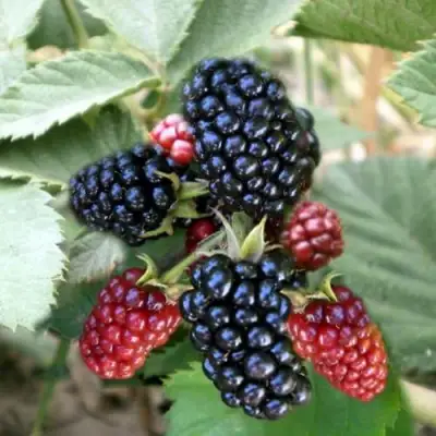 Ежевика ОРКАН бесшипная  в Слониме