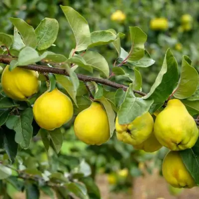 Айва ТРИУМФ в Слониме