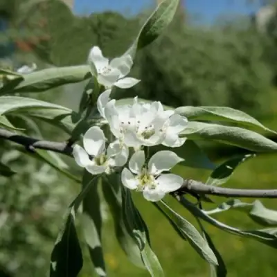 Груша ИВОЛИСТНАЯ в Слониме