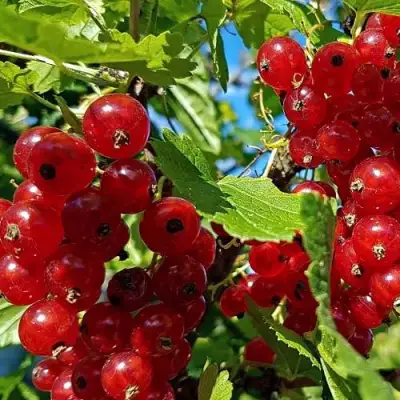 Смородина красная НЕНАГЛЯДНАЯ в Слониме