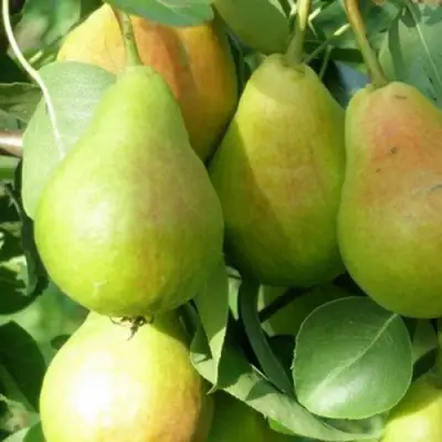 Груша ЛИРА в Слониме