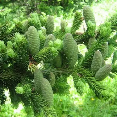 Пихта белая в Слониме