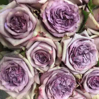 Роза ДОЛЬЧЕТТО чайно-гибридная в Слониме