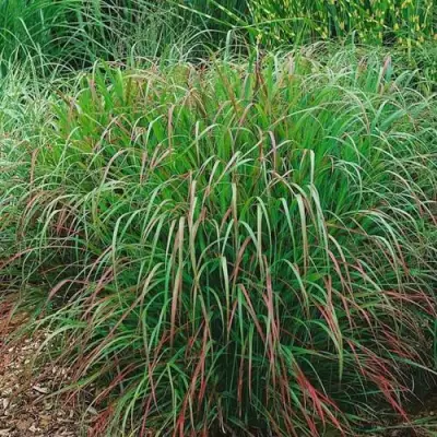 Просо РЕБРАУН прутьевидное в Слониме