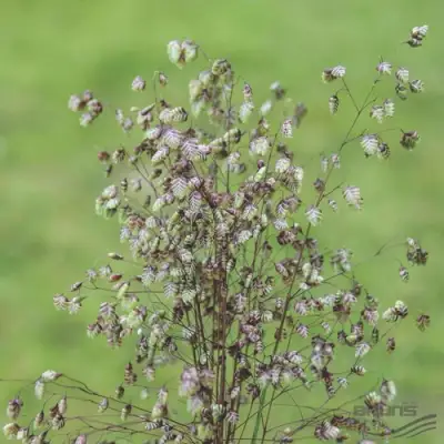 Трясунка средняя в Слониме