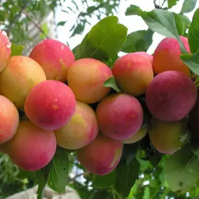 Слива СКОРОПЛОДНАЯ в Слониме