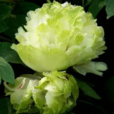 Пион ЗЕЛЕНЫЙ ШАР древовидный в Слониме