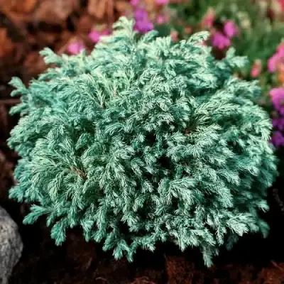 Кипарисовик БЕБИ БЛЮ горохоплодный в Слониме