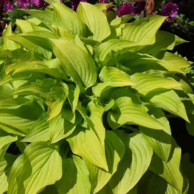 Хоста ХИДОН САНСЕТ в Слониме