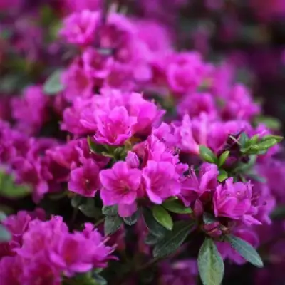 Азалия ГЕЙША ПЕРПЛ японская в Слониме