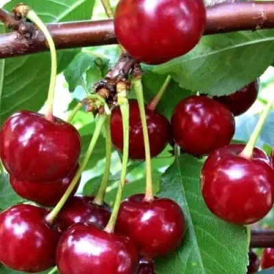 Дюк ШПАНКА ДОНЕЦКАЯ в Слониме