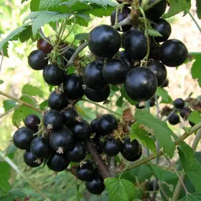 Смородина чёрная ШАРОВИДНАЯ в Слониме