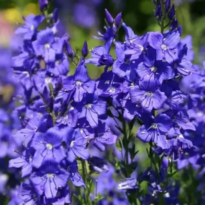 Вероника австрийская в Слониме