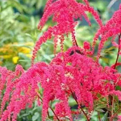 Астильба РЕД ЧАРМ Арендса в Слониме