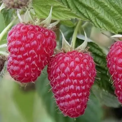 Малина ТУЛАМИН в Слониме