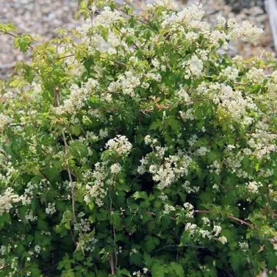 Стефанандра КРИСПА надрезаннолистная в Слониме