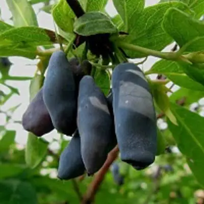 Жимолость съедобная ЧУЛЫМСКАЯ в Слониме