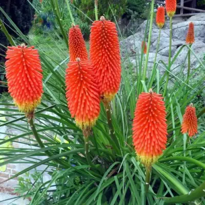 Книфофия БЕНГАЛ ФАЕР гибридная в Слониме