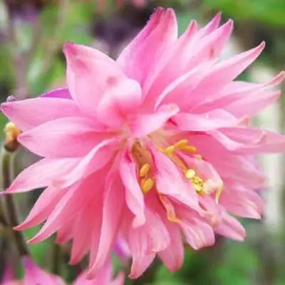 Аквилегия БАРЛОУ ПИНК гибрид МакКаны в Слониме