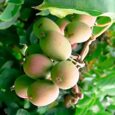 Актинидия ГИБРИДНАЯ КОЛБАСИНОЙ в Слониме